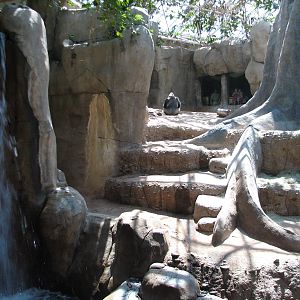 World of Primates - Interior Gorilla Exhibit