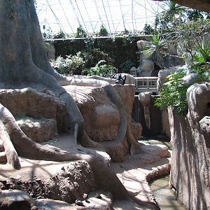 World of Primates - Interior Gorilla Exhibit