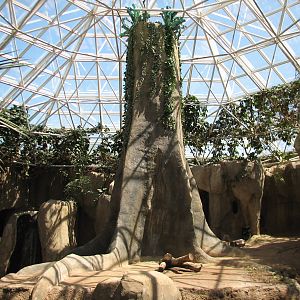 World of Primates - Interior Gorilla Exhibit