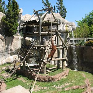 World of Primates - Orangutan Exhibit