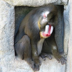 World of Primates - Mandrill