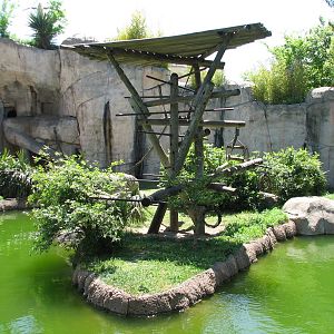 World of Primates - White-cheeked Gibbon Exhibit