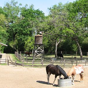 Texas Wild! - Texas Town - American Painted Horse and Texas Longhorn Exhibi