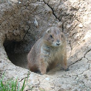Texas Wild! - High Plains and Prairies - Black-tailed Prairie Dog
