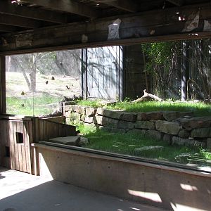 Texas Wild! - High Plains and Prairies - Black-footed Ferret Exhibit
