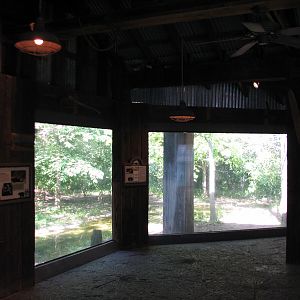 Texas Wild! - Pineywoods and Swamps - Red Wolf Exhibit Viewing Area