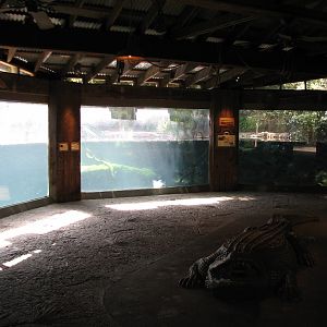 Texas Wild! - Pineywoods and Swamps - American Alligator, Alligator Snappin