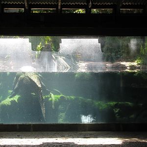 Texas Wild! - Pineywoods and Swamps - American Alligator, Alligator Snappin