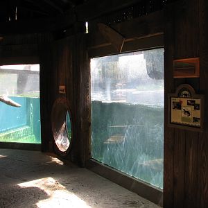 Texas Wild! - Pineywoods and Swamps - River Otter Exhibit