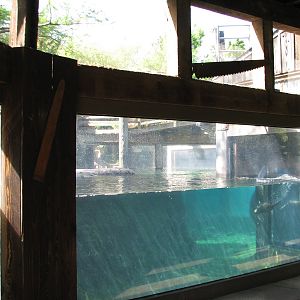 Texas Wild! - Pineywoods and Swamps - River Otter Exhibit