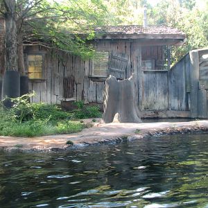 Texas Wild! - Pineywoods and Swamps - River Otter Exhibit
