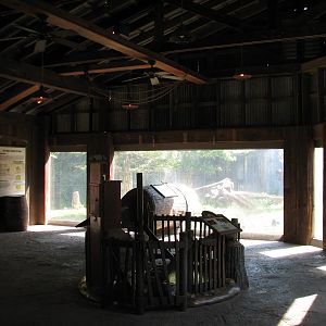 Texas Wild! - Pineywoods and Swamps - Black Bear Exhibit Viewing Area