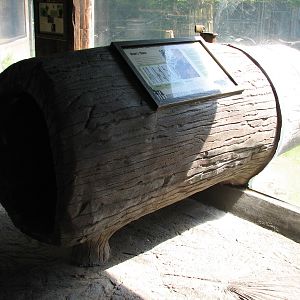 Texas Wild! - Pineywoods and Swamps - Black Bear Exhibit Crawl Log