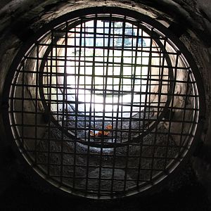 Texas Wild! - Pineywoods and Swamps -  Black Bear Exhibit Crawl Log