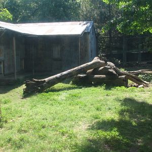 Texas Wild! - Pineywoods and Swamps - Black Bear Exhibit