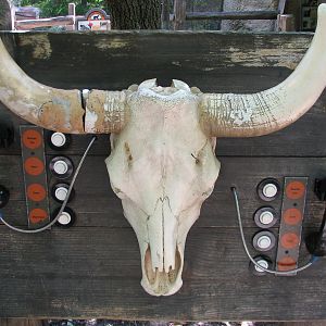 Texas Wild! - Brush Country - Audio Display