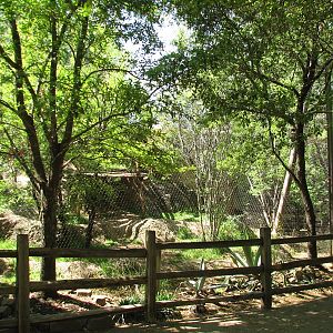 Texas Wild! - Brush Country - Mountain Lion Exhibit