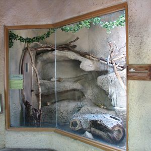 Texas Wild! - Brush Country - North American Porcupine and Ringtail Exhibit