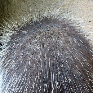 Texas Wild! - Brush Country - North American Porcupine