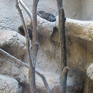 Texas Wild! - Brush Country - Ocelot Exhibit