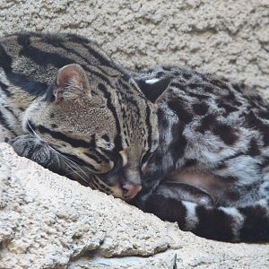 Texas Wild! - Brush Country - Ocelot