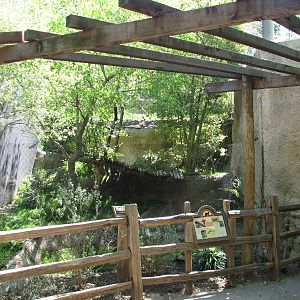Texas Wild! - Brush Country - Bobcat Exhibit
