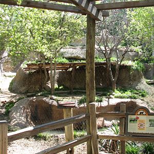 Texas Wild! - Brush Country - Coyote Exhibit