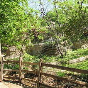 Texas Wild! - Brush Country - Jaguar Exhibit
