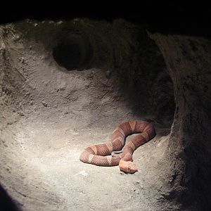Texas Wild! - Mountains and Desert - Broad-banded Copperhead