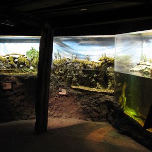 Texas Wild! - Mountains and Desert - Rio Grande Cooter, Pecos Pupfish, and