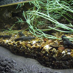 Texas Wild! - Mountains and Desert - Black-spotted Newt