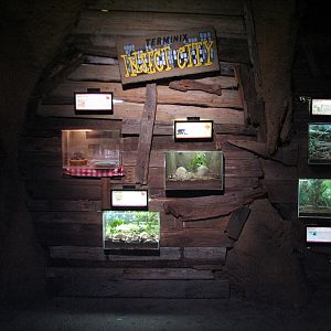 Texas Wild! - Mountains and Desert - Insect City