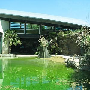 MOLA - Saltwater Crocodile Exhibit