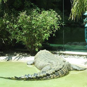 MOLA - Saltwater Crocodile Exhibit