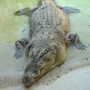 MOLA - Saltwater Crocodile Exhibit