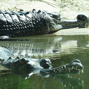 MOLA - Gharial River