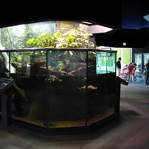 MOLA - Diversity Gallery - Fly River Turtle Exhibit