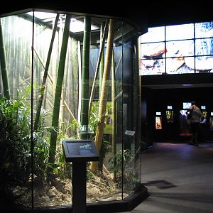 MOLA - Diversity Gallery - King Cobra Exhibit