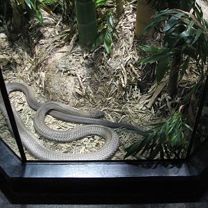 MOLA - Diversity Gallery - King Cobra Exhibit