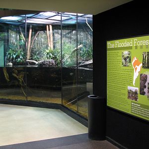 MOLA - Flooded Forest Exhibit