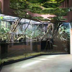 MOLA - Flooded Forest Exhibit