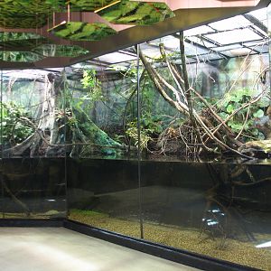 MOLA - Flooded Forest Exhibit