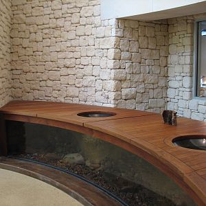 MOLA - Discovery Hub - Chinese Giant Salamander Exhibit and Counter