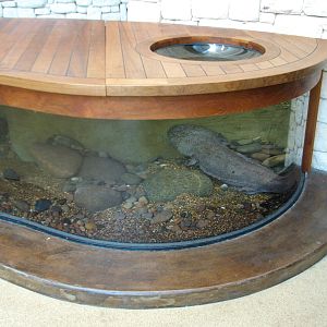 MOLA - Discovery Hub - Chinese Giant Salamander Exhibit