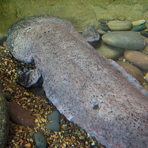 MOLA - Discovery Hub - Chinese Giant Salamander