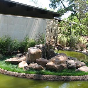 MOLA - Ring-tailed Lemur Exhibit