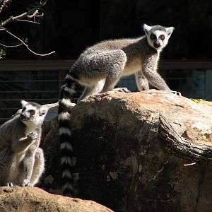 MOLA - Ring-tailed Lemur Exhibit
