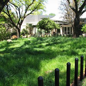 MOLA - Aldabra Tortoise Exhibit