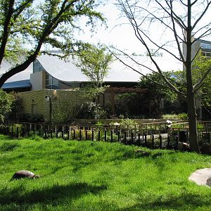 MOLA - Aldabra Tortoise Exhibit