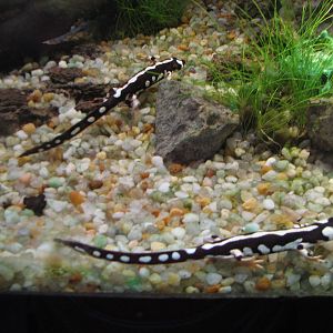 MOLA - Montane Gallery - Iranian Harlequin Newt